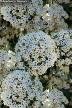 Prague Viburnum - 1 Gallon Pot -Garden & Outdoors viburnum pragense prague 5 1