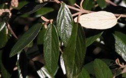 Prague Viburnum - 2.5 Quart Pot -Garden & Outdoors viburnum pragense prague 7