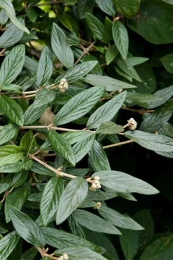 Prague Viburnum - 1 Gallon Pot -Garden & Outdoors viburnum pragense prague 9 1