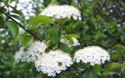 Blackhaw Viburnum - 3 Gallon Pot -Garden & Outdoors viburnum prunifolium black haw 4