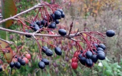 Blackhaw Viburnum - 3 Gallon Pot -Garden & Outdoors viburnum prunifolium black haw 5