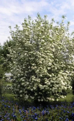 Blackhaw Viburnum - 3 Gallon Pot -Garden & Outdoors viburnum prunifolium black haw 7