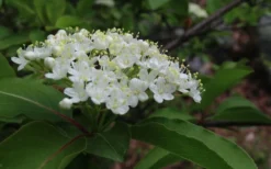 Blackhaw Viburnum - 2 Gallon Pot -Garden & Outdoors viburnum prunifolium black haw 9 1
