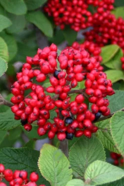 Alleghany Viburnum - 1 Gallon Pot -Garden & Outdoors viburnum rhytidophylloides alleghany 4