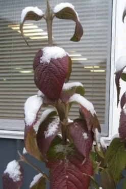 Red Balloon Viburnum - 3 Gallon Pot 11 Red Balloon Viburnum - 3 Gallon Pot -Garden & Outdoors viburnum rhytidophylloides red balloon 4
