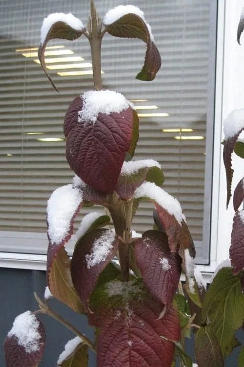 Red Balloon Viburnum - 3 Gallon Pot 6 Red Balloon Viburnum - 3 Gallon Pot - Image 6