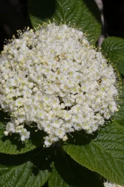 Red Balloon Viburnum - 3 Gallon Pot 9 Red Balloon Viburnum - 3 Gallon Pot -Garden & Outdoors viburnum rhytidophylloides red balloon 5