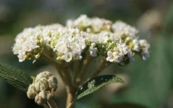 Willowwood Viburnum - 3 Gallon Pot -Garden & Outdoors viburnum rhytidophylloides willowwood 2