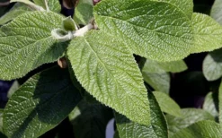 Willowwood Viburnum - 3 Gallon Pot -Garden & Outdoors viburnum rhytidophylloides willowwood 3