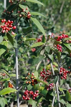 Willowwood Viburnum - 3 Gallon Pot -Garden & Outdoors viburnum rhytidophylloides willowwood 5