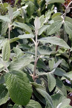 Willowwood Viburnum - 3 Gallon Pot -Garden & Outdoors viburnum rhytidophylloides willowwood 6