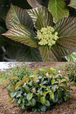 Shiny Dancer Viburnum - 2 Gallon Pot -Garden & Outdoors viburnum shiny dancer 27