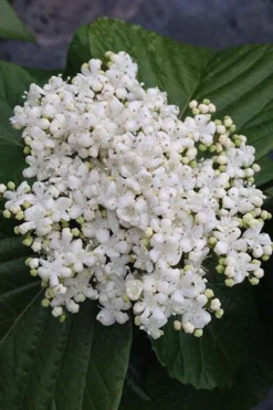 Shiny Dancer Viburnum - 2 Gallon Pot -Garden & Outdoors viburnum shiny dancer 4 500x750 1