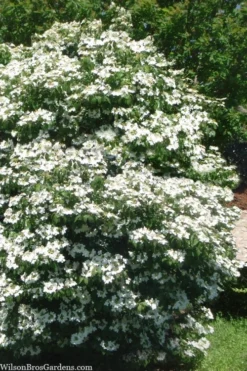 Summer Snowflake Viburnum - 1 Gallon Pot -Garden & Outdoors viburnum summer snowflake 102