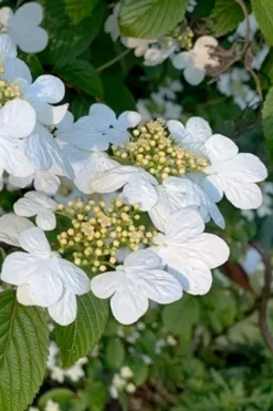 Summer Snowflake Viburnum - 1 Gallon Pot -Garden & Outdoors viburnum summer snowflake 103