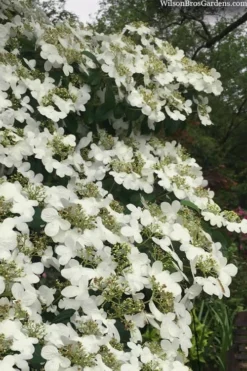 Summer Snowflake Viburnum - 1 Gallon Pot -Garden & Outdoors viburnum summer snowflake 105