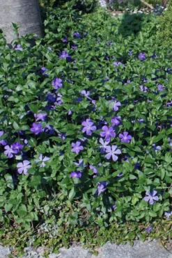 Bigleaf Periwinkle (Vinca Major) - 6 Pack Of Pint Pots -Garden & Outdoors vinca major bigleaf periwinkle 10