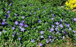 Bigleaf Periwinkle (Vinca Major) - 6 Pack Of Pint Pots -Garden & Outdoors vinca major bigleaf periwinkle 11