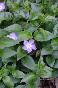 Bigleaf Periwinkle (Vinca Major) - 6 Pack Of Pint Pots -Garden & Outdoors vinca major bigleaf periwinkle 12