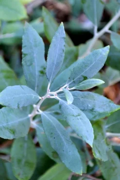 Woodlanders Blue Dusty Zenobia (Honeycup) - 3 Gallon Pot 13 Woodlanders Blue Dusty Zenobia (Honeycup) - 3 Gallon Pot -Garden & Outdoors zenobia woodlanders blue 21