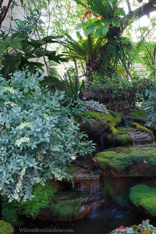 Woodlanders Blue Dusty Zenobia (Honeycup) - 3 Gallon Pot 4 Woodlanders Blue Dusty Zenobia (Honeycup) - 3 Gallon Pot - Image 4